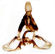 Attēlu rezultāti vaicājumam “Dichelia histrionana”