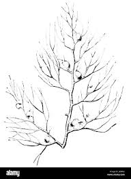 Attēlu rezultāti vaicājumam “Utricularia x neglecta bud”