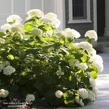 Attēlu rezultāti vaicājumam “Hydrangea arborescens subsp. discolor”