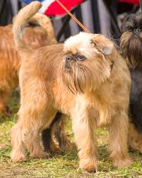 Image result for brüsseler giffon