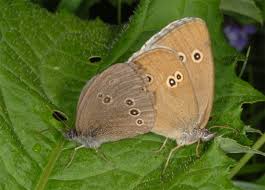 Attēlu rezultāti vaicājumam “Aphantopus hyperantus”