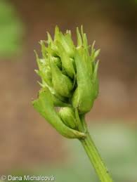 Attēlu rezultāti vaicājumam “Ligularia sibirica leaf”