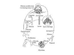 Attēlu rezultāti vaicājumam “Sordaria fimicola”