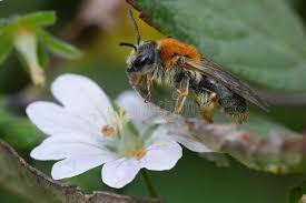 Attēlu rezultāti vaicājumam “Andrena haemorrhoa female”