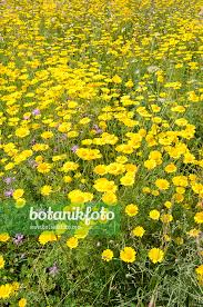 Image result for Anthemis tinctoria