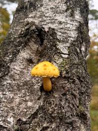 Attēlu rezultāti vaicājumam “Pholiota aurivella”