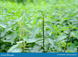 Attēlu rezultāti vaicājumam “Urtica dioica fruit”