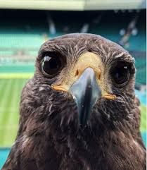 Image result for Wimbledon Hawks