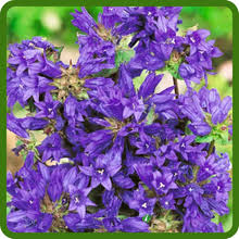 Attēlu rezultāti vaicājumam “Campanula glomerata bud”