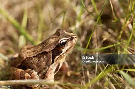 Attēlu rezultāti vaicājumam “Rana temporaria”