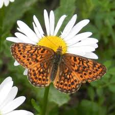 Attēlu rezultāti vaicājumam “Boloria eunomia”