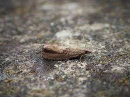 Attēlu rezultāti vaicājumam “Dichrorampha simpliciana”