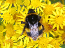Attēlu rezultāti vaicājumam “Bombus terrestris”