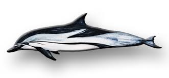 Image result for Stenella coeruleoalba