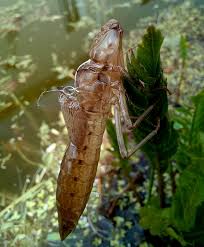 Attēlu rezultāti vaicājumam “exuvia”