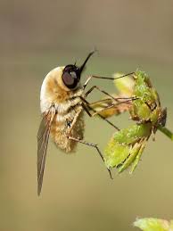 Attēlu rezultāti vaicājumam “Bombyliidae”