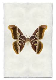 Image result for Papilionoidea