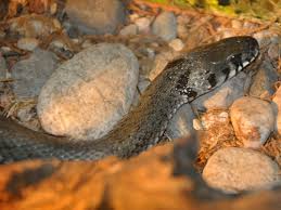 Attēlu rezultāti vaicājumam “Natrix natrix”