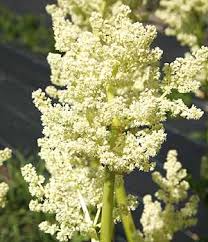 Attēlu rezultāti vaicājumam “Rheum rhabarbarum leaf”