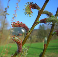 Attēlu rezultāti vaicājumam “Salix purpurea male flower”