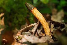 Attēlu rezultāti vaicājumam “Mutinus caninus”