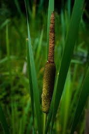 Attēlu rezultāti vaicājumam “Typha latifolia”