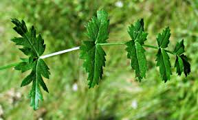 Attēlu rezultāti vaicājumam “Carum carvi leaf”