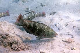 Image result for Scarus fuscopurpureus