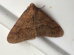 Attēlu rezultāti vaicājumam “Erannis defoliaria imago”