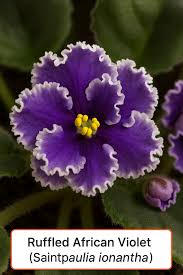 Image result for Saintpaulia ionantha Culitvar