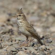 Attēlu rezultāti vaicājumam “Galerida cristata adult”