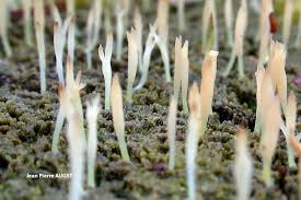 Attēlu rezultāti vaicājumam “Multiclavula mucida”