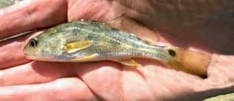 Image result for Sciaenops ocellatus