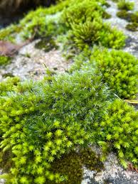 Attēlu rezultāti vaicājumam “Racomitrium heterostichum”