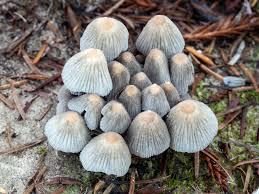 Attēlu rezultāti vaicājumam “Coprinus disseminatus”