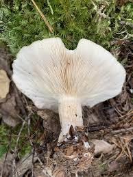 Attēlu rezultāti vaicājumam “Clitocybe nebularis”