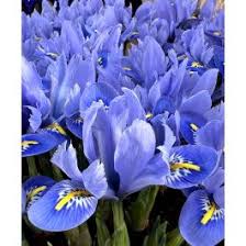 Attēlu rezultāti vaicājumam “Iris reticulata”