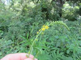 Attēlu rezultāti vaicājumam “Agrimonia pilosa bud”