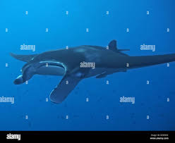 Image result for Mobula alfredi