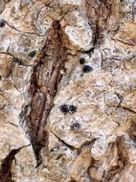 Attēlu rezultāti vaicājumam “Acrocordia gemmata”