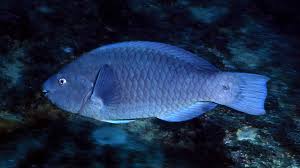 Image result for Scarus trispinosus