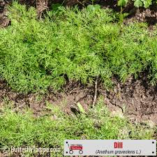 Attēlu rezultāti vaicājumam “Anethum graveolens”