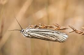 Attēlu rezultāti vaicājumam “Spiris striata”