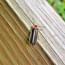 Image result for Fareham Fireflys Yc