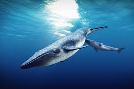 Image result for Balaenoptera physalus