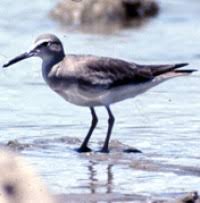 Image result for Tringa brevipes