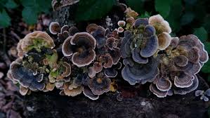 Attēlu rezultāti vaicājumam “fungi”