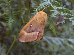Attēlu rezultāti vaicājumam “Lasiocampa quercus”
