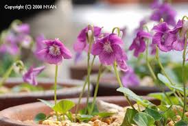 Attēlu rezultāti vaicājumam “Viola rupestris bud”