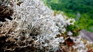 Attēlu rezultāti vaicājumam “Cladonia rangiferina”